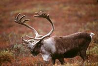 Caribou