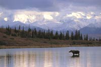 Denali National Park Moose