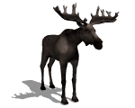Moose