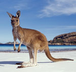 kanagroo