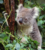 Koala Bear
